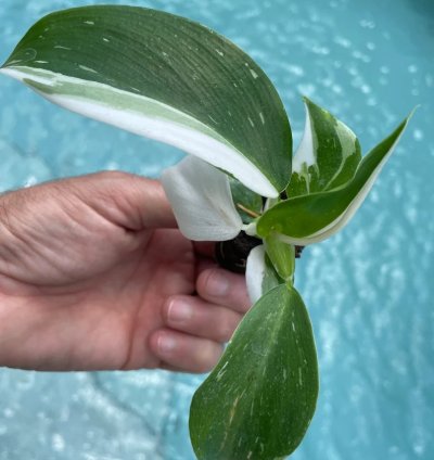 Philodendron Punctata Starter Plant | Variegated Foliage