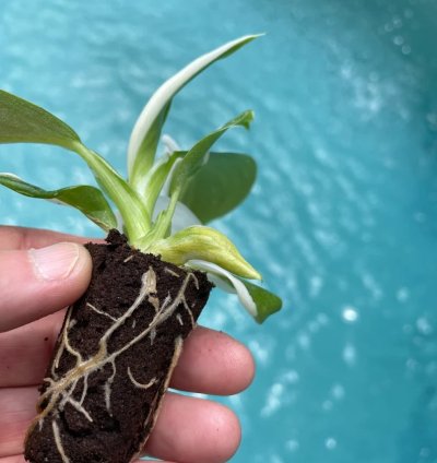 Philodendron Punctata Starter Plant | Variegated Foliage