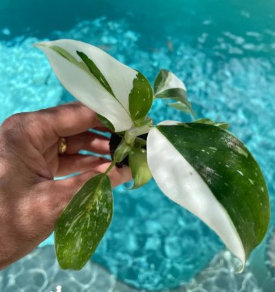 Philodendron Punctata Starter Plant | Variegated Foliage