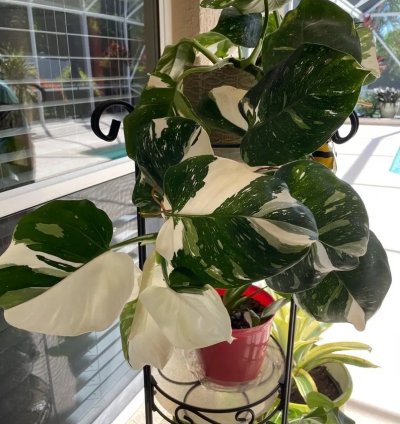 Philodendron Punctata Starter Plant | Variegated Foliage