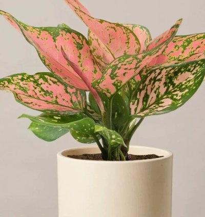 Aglaonema “Wishes” Starter Plant | Lucky Chinese Evergreen