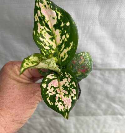 Aglaonema “Wishes” Starter Plant | Lucky Chinese Evergreen