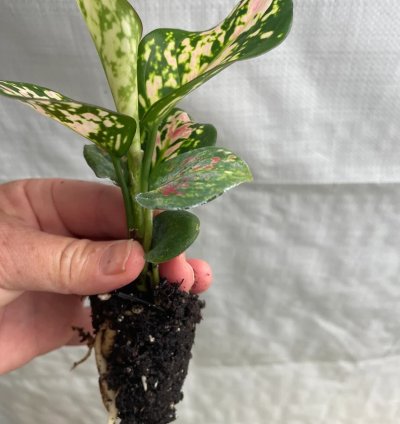 Aglaonema “Wishes” Starter Plant | Lucky Chinese Evergreen