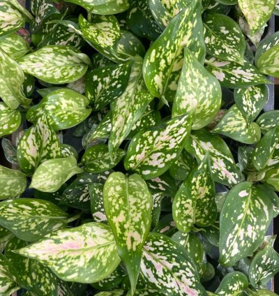 Aglaonema “Wishes” Starter Plant | Lucky Chinese Evergreen