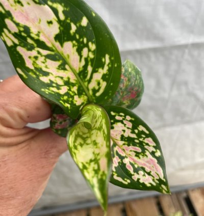 Aglaonema “Wishes” Starter Plant | Lucky Chinese Evergreen