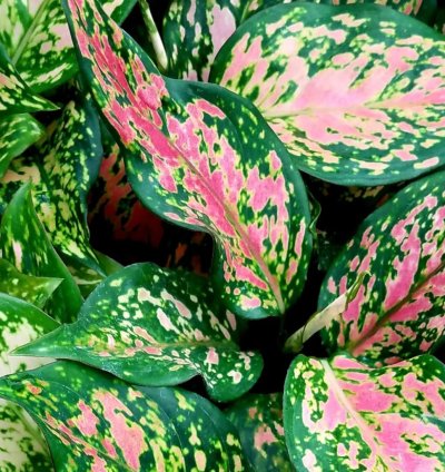 Aglaonema “Wishes” Starter Plant | Lucky Chinese Evergreen