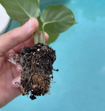 Calathea Orbifolia Starter Plant | Tropical Houseplant with Round Foliage