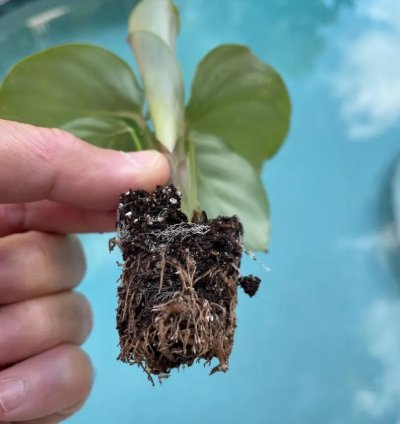 Calathea Orbifolia Starter Plant | Tropical Houseplant with Round Foliage