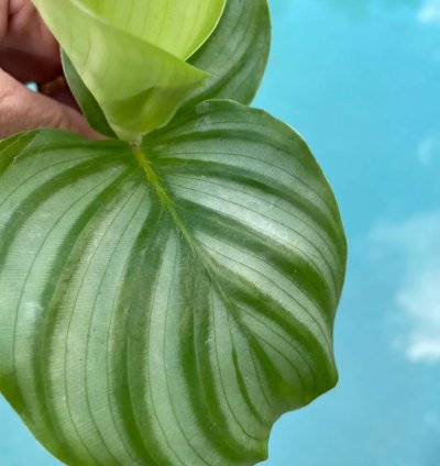 Calathea Orbifolia Starter Plant | Tropical Houseplant with Round Foliage