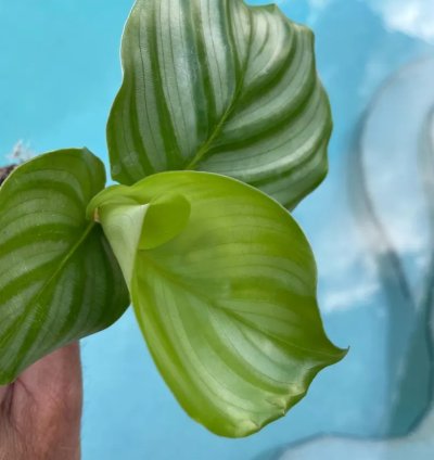 Calathea Orbifolia Starter Plant | Tropical Houseplant with Round Foliage