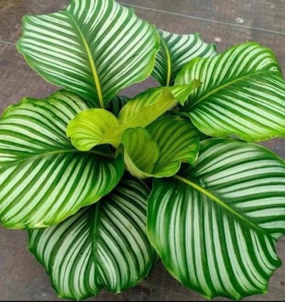 Calathea Orbifolia Starter Plant | Tropical Houseplant with Round Foliage