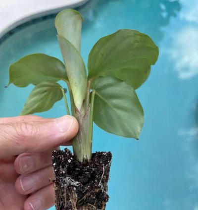Calathea Orbifolia Starter Plant | Tropical Houseplant with Round Foliage
