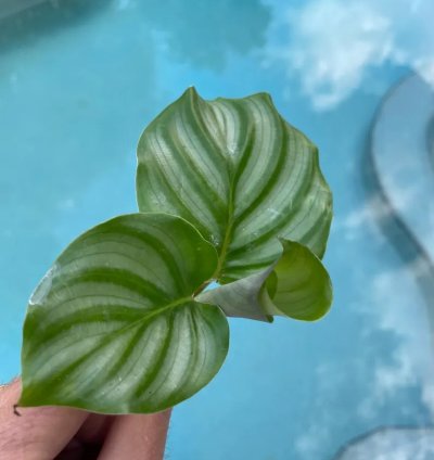 Calathea Orbifolia Starter Plant | Tropical Houseplant with Round Foliage