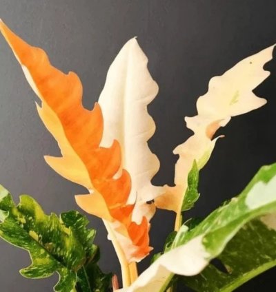 Philodendron Ring of Fire Starter Plant | Colorful Climbing Aroid