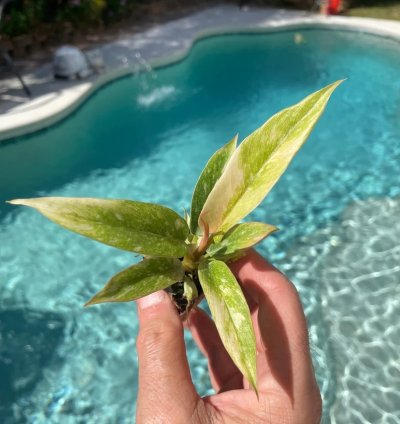 Philodendron Ring of Fire Starter Plant | Colorful Climbing Aroid