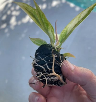 Philodendron Ring of Fire Starter Plant | Colorful Climbing Aroid