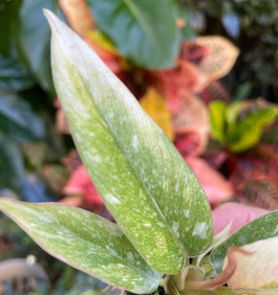 Philodendron Ring of Fire Starter Plant | Colorful Climbing Aroid