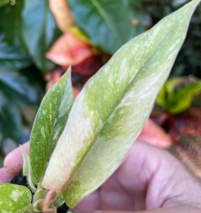 Philodendron Ring of Fire Starter Plant | Colorful Climbing Aroid