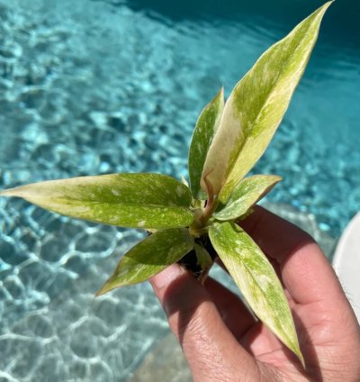 Philodendron Ring of Fire Starter Plant | Colorful Climbing Aroid