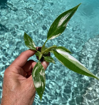 Philodendron White Princess Starter Plant | Stunning Variegated Aroid