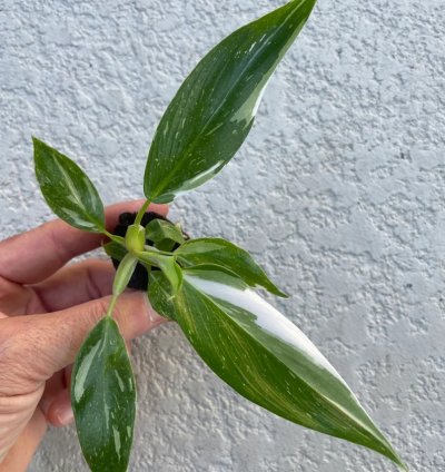 Philodendron White Princess Starter Plant | Stunning Variegated Aroid