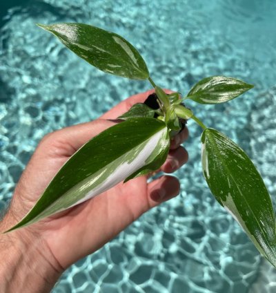 Philodendron White Princess Starter Plant | Stunning Variegated Aroid