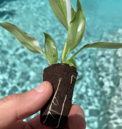 Philodendron White Princess Starter Plant | Stunning Variegated Aroid