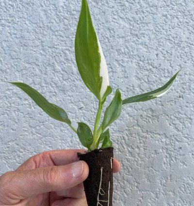 Philodendron White Princess Starter Plant | Stunning Variegated Aroid