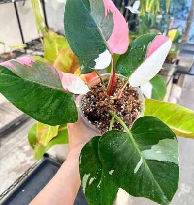 Philodendron White Princess Starter Plant | Stunning Variegated Aroid