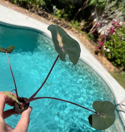 Colocasia "Waikiki" | Award-Winning Tropical Plant with Unique Foliage