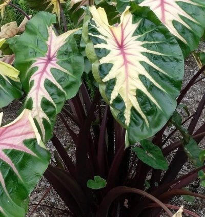 Colocasia "Waikiki" | Award-Winning Tropical Plant with Unique Foliage