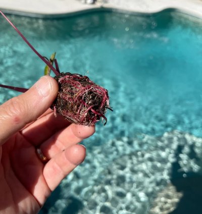 Colocasia "Waikiki" | Award-Winning Tropical Plant with Unique Foliage