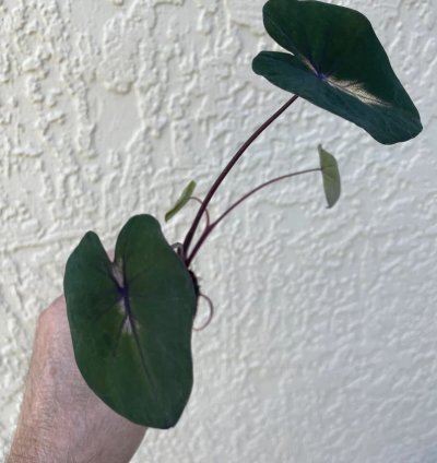 Colocasia "Waikiki" | Award-Winning Tropical Plant with Unique Foliage
