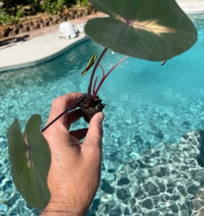 Colocasia "Waikiki" | Award-Winning Tropical Plant with Unique Foliage