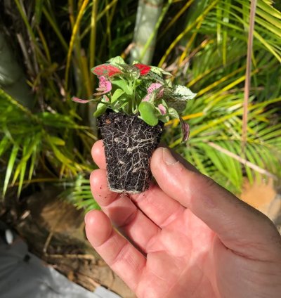Hypoestes Mix Starter Plant | Vibrant and Colorful Indoor Plant