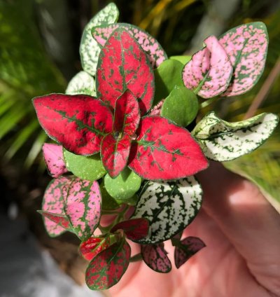 Hypoestes Mix Starter Plant | Vibrant and Colorful Indoor Plant