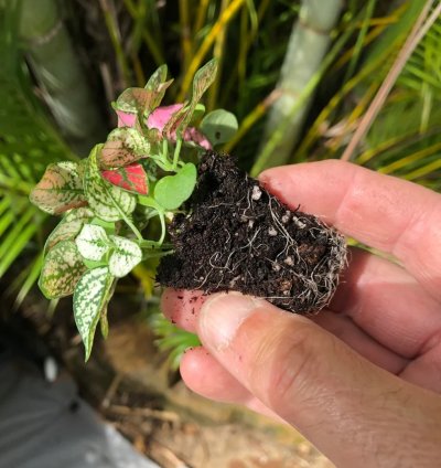 Hypoestes Mix Starter Plant | Vibrant and Colorful Indoor Plant