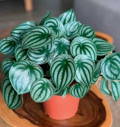 Peperomia Argyreia (Watermelon Peperomia) | Easy Care Indoor Plant