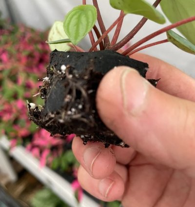 Peperomia Argyreia (Watermelon Peperomia) | Easy Care Indoor Plant
