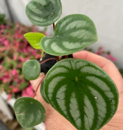 Peperomia Argyreia (Watermelon Peperomia) | Easy Care Indoor Plant