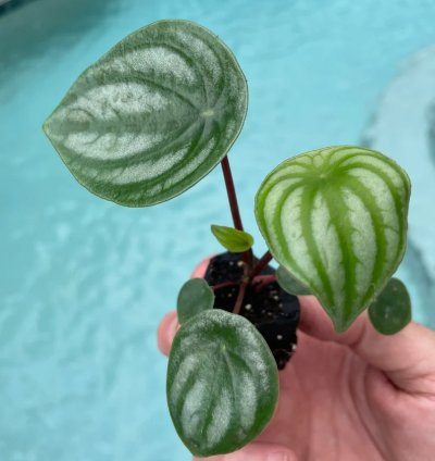 Peperomia Argyreia (Watermelon Peperomia) | Easy Care Indoor Plant