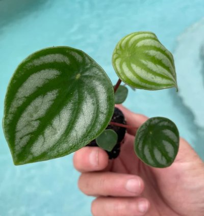 Peperomia Argyreia (Watermelon Peperomia) | Easy Care Indoor Plant