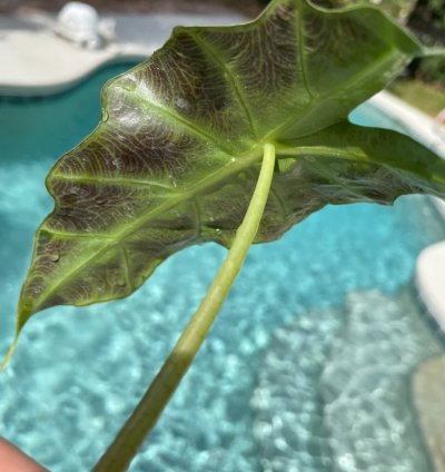 Alocasia Polly | Stunning Arrow-Shaped Tropical Plant for Indoor Spaces