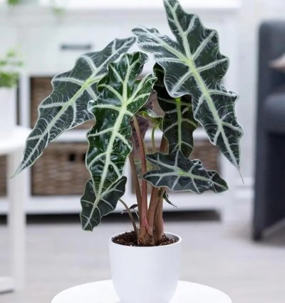 Alocasia Polly | Stunning Arrow-Shaped Tropical Plant for Indoor Spaces
