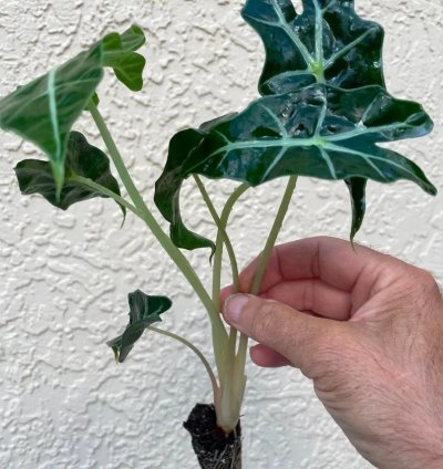 Alocasia Polly | Stunning Arrow-Shaped Tropical Plant for Indoor Spaces