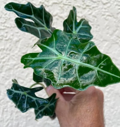 Alocasia Polly | Stunning Arrow-Shaped Tropical Plant for Indoor Spaces