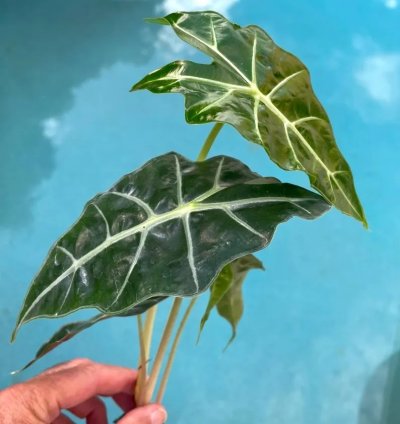 Alocasia Polly | Stunning Arrow-Shaped Tropical Plant for Indoor Spaces