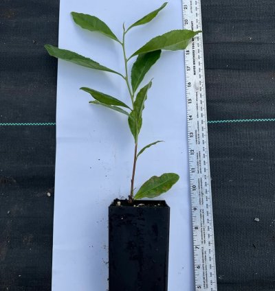 Chinese Green Tea Plant – Camellia sinensis