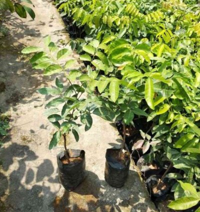 Longan Fruit Plant Seedling