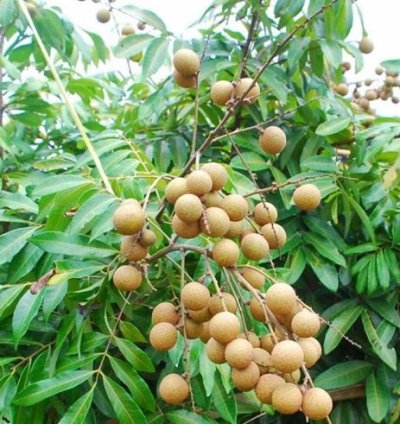 Longan Fruit Plant Seedling